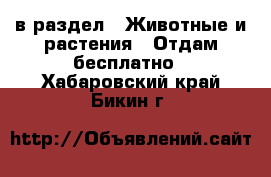  в раздел : Животные и растения » Отдам бесплатно . Хабаровский край,Бикин г.